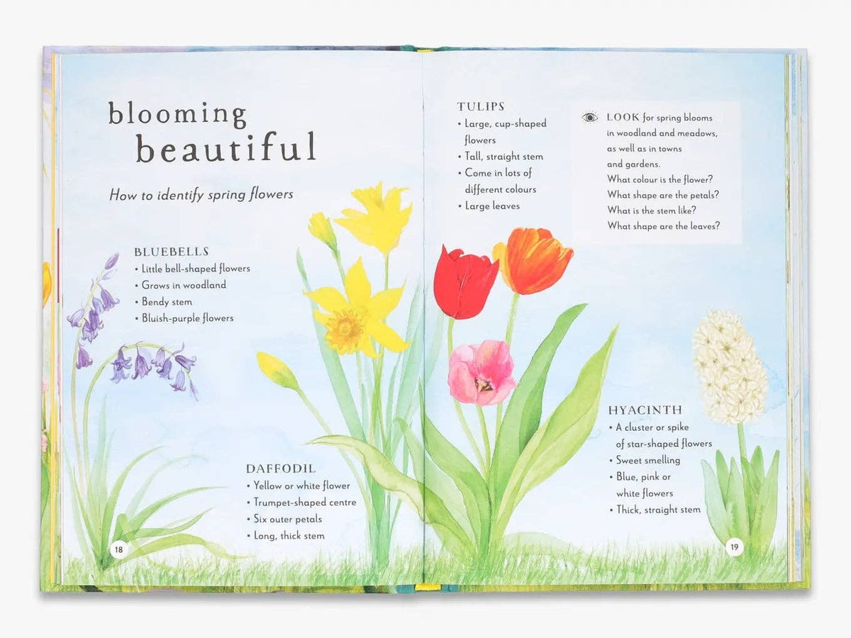 A Field Guide to Spring  (Field Guide series)